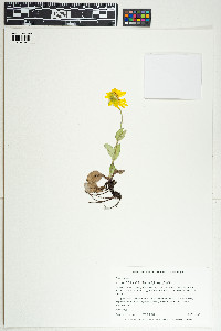 Arnica frigida subsp. frigida image