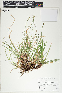 Carex communis image