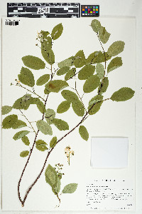 Amelanchier interior image