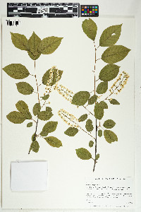 Prunus virginiana image