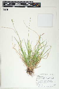 Carex deweyana image