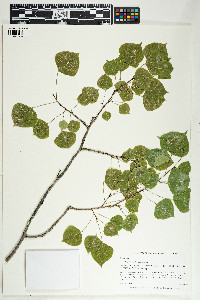 Populus tremuloides image