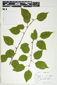 Betula papyrifera image