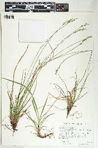 Carex communis image