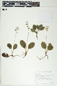 Pyrola elliptica image