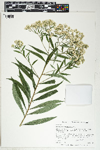 Doellingeria umbellata image