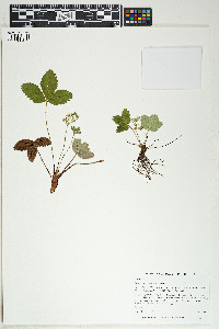 Fragaria virginiana image