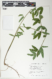 Desmodium sessilifolium image