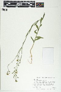 Camelina microcarpa image