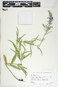 Salvia azurea image