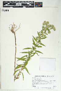 Eupatorium altissimum image