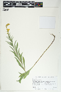 Solidago missouriensis image