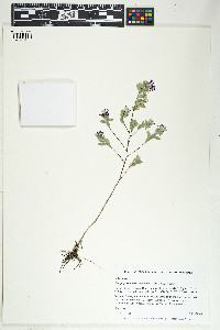 Symphyotrichum sericeum image