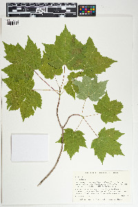 Acer rubrum image