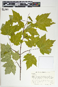 Acer rubrum image