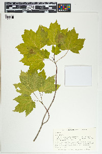 Acer rubrum image