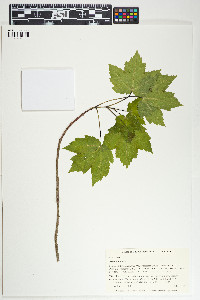 Acer rubrum image