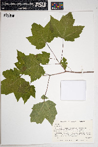 Acer rubrum image