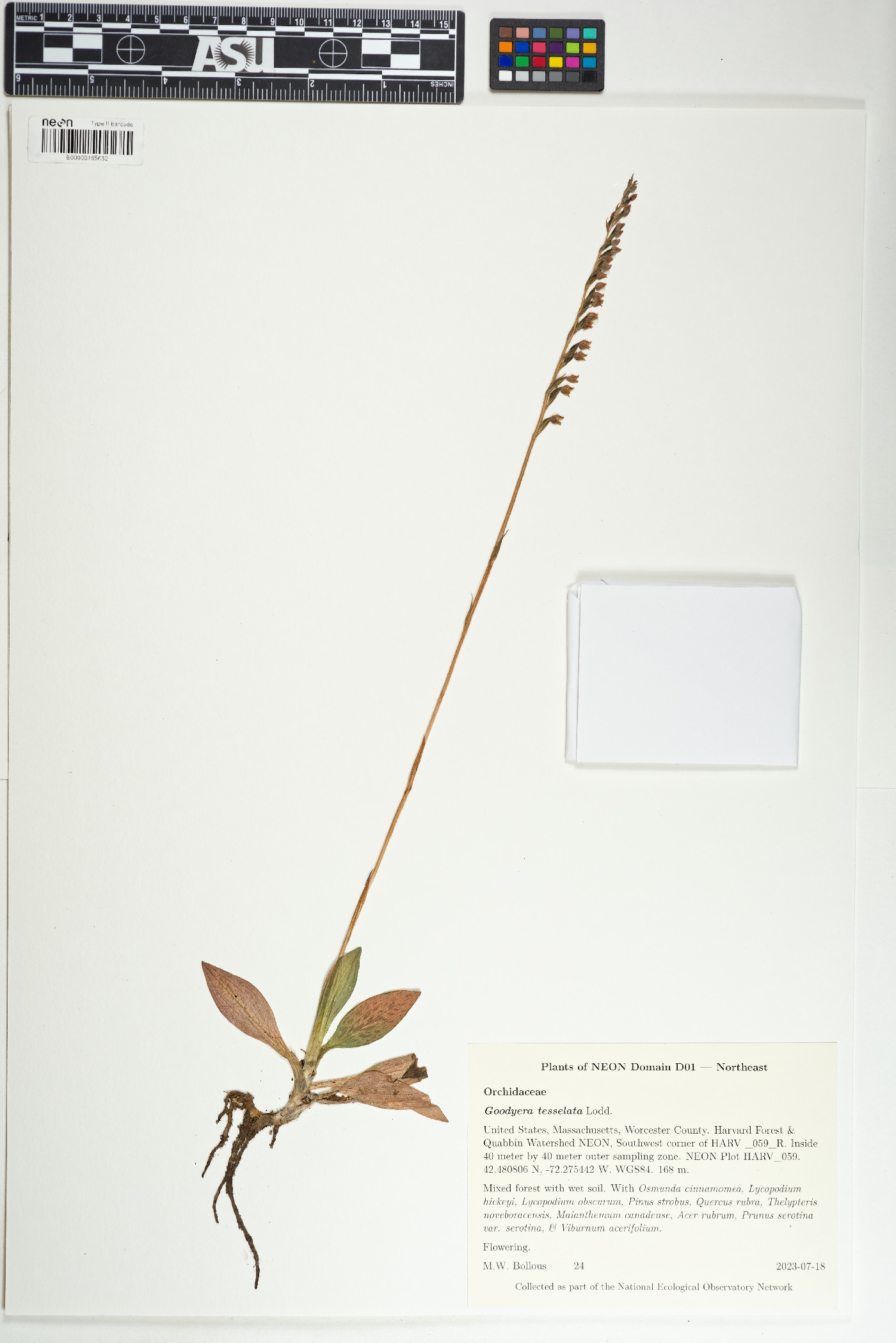 Goodyera tesselata image