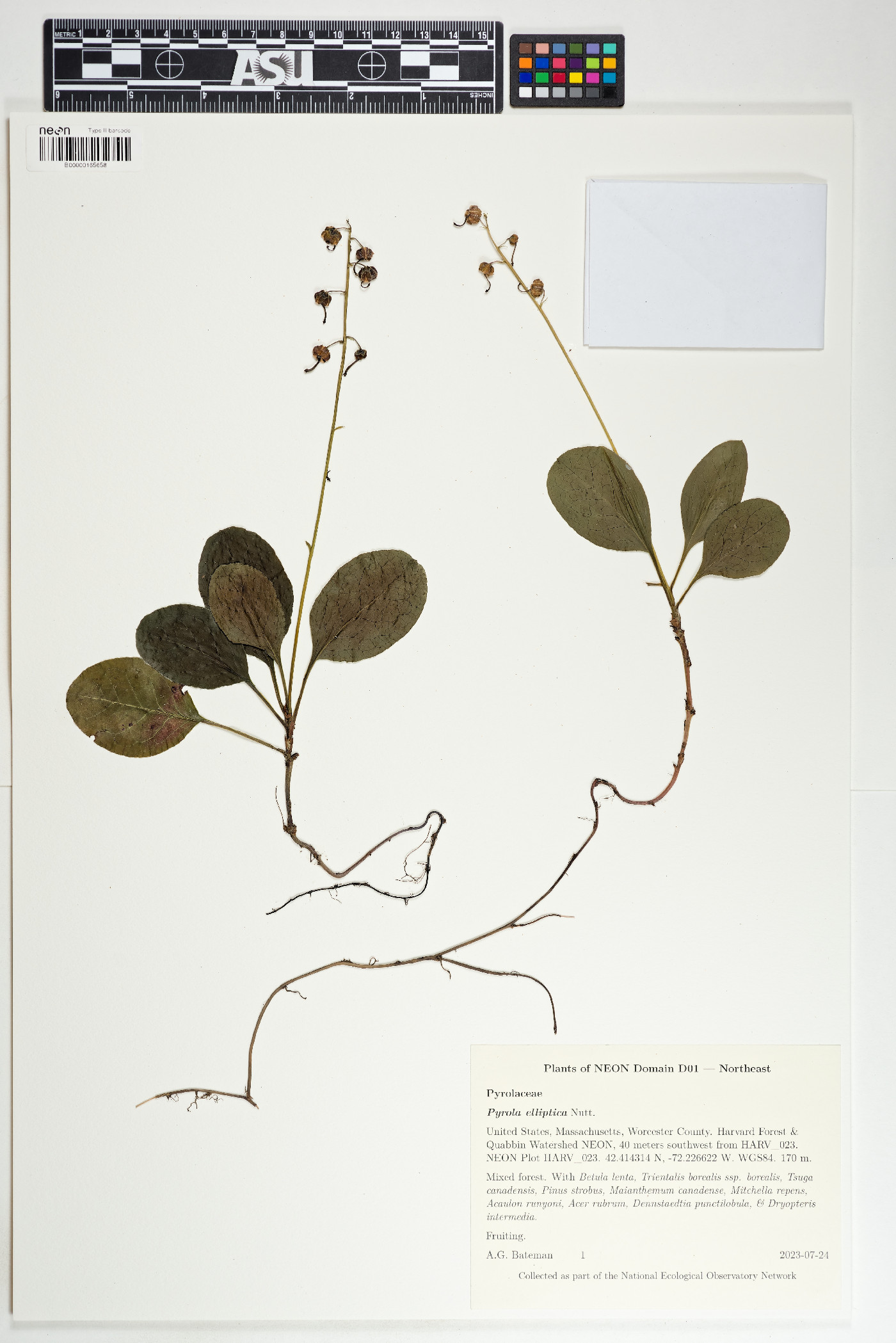 Pyrola elliptica image