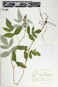 Rubus idaeus image