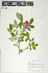 Rosa acicularis image