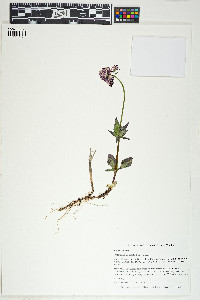 Valeriana capitata image