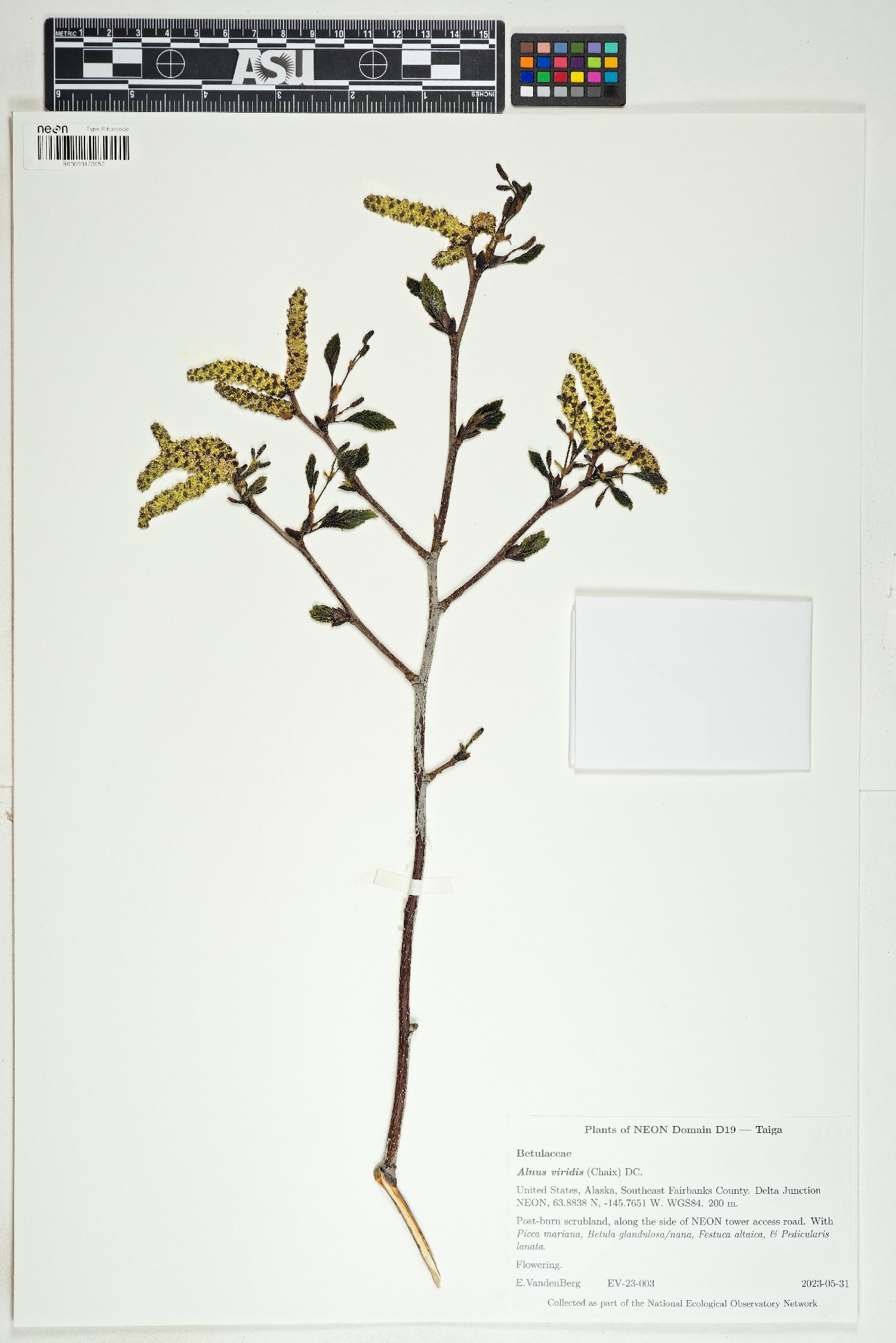 Alnus alnobetula subsp. alnobetula image