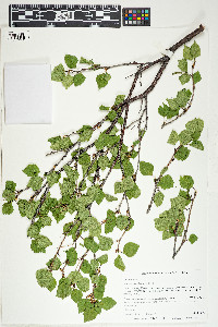 Betula occidentalis image