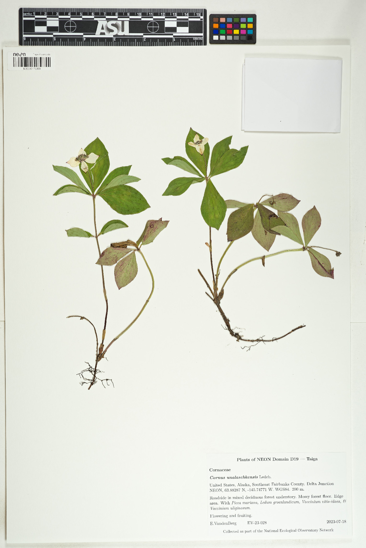 Cornus unalaschkensis image