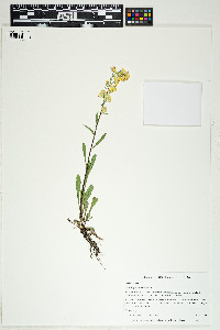 Solidago simplex image