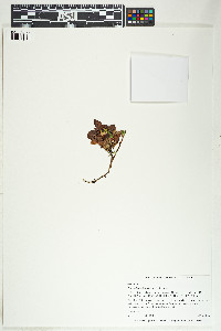 Arctostaphylos alpina image