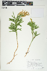 Dendrolycopodium dendroideum image