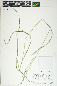 Arctagrostis latifolia image