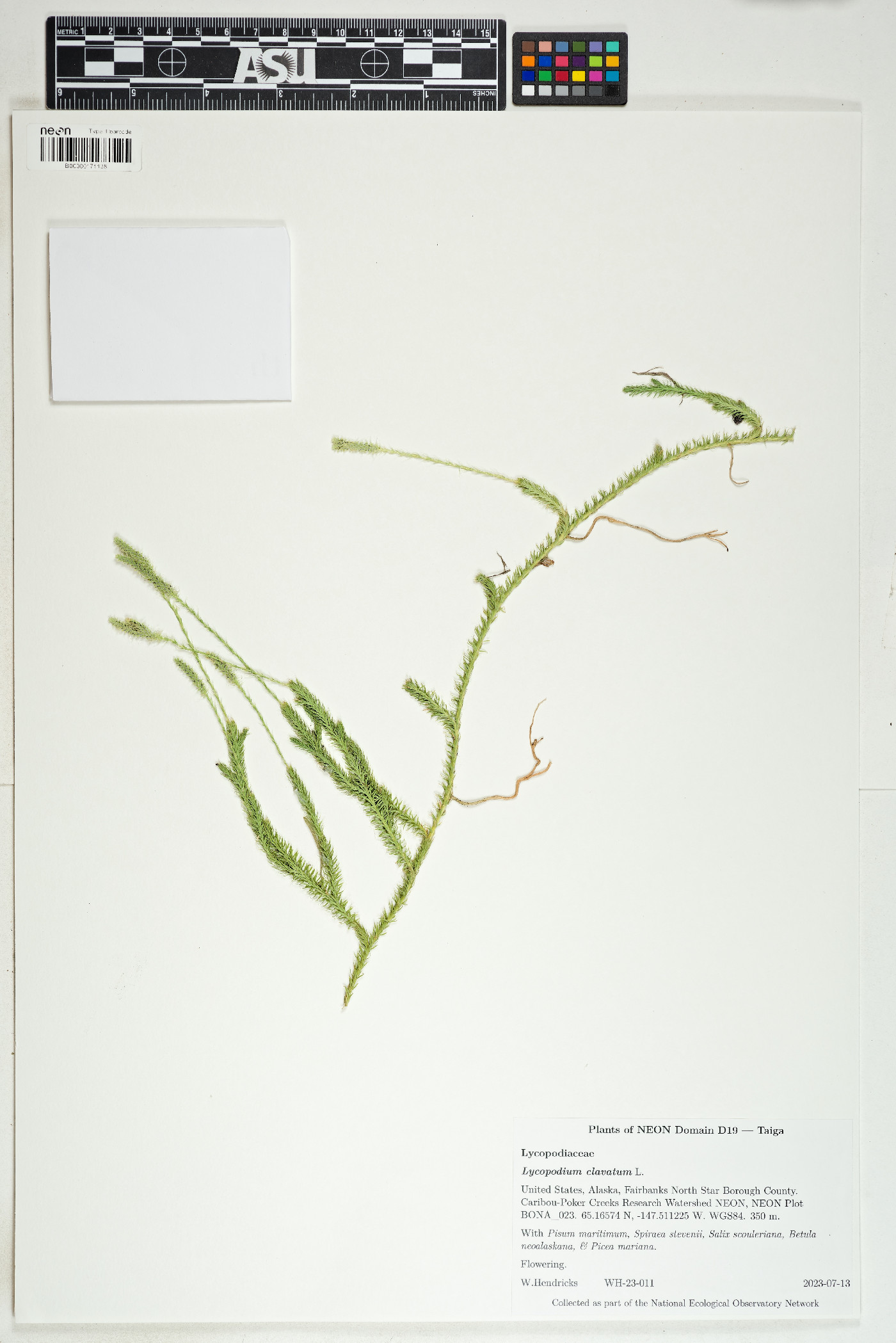 Lycopodium image