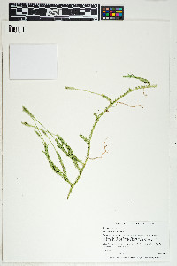 Lycopodium clavatum image