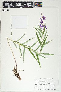 Epilobium angustifolium image