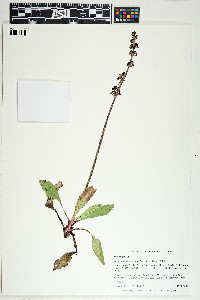 Micranthes hieraciifolia image