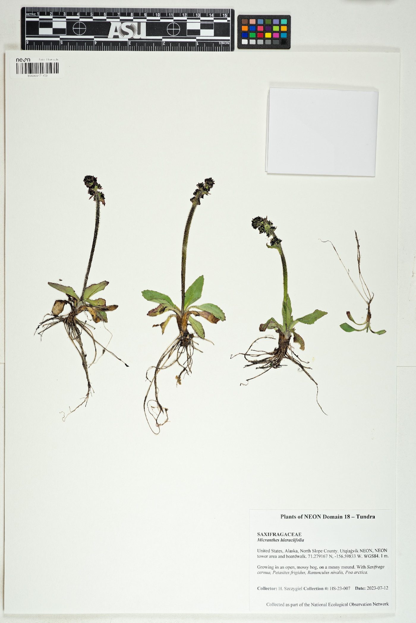 Micranthes hieraciifolia image