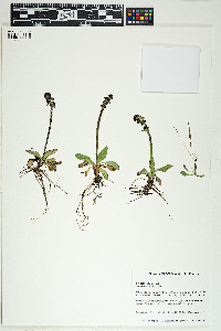 Image of Micranthes hieraciifolia