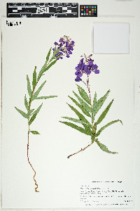 Epilobium angustifolium image