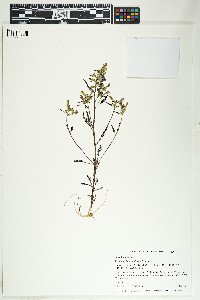 Pedicularis labradorica image