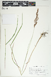 Calamagrostis canadensis image