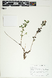 Vaccinium vitis-idaea image