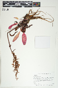 Rumex arcticus image