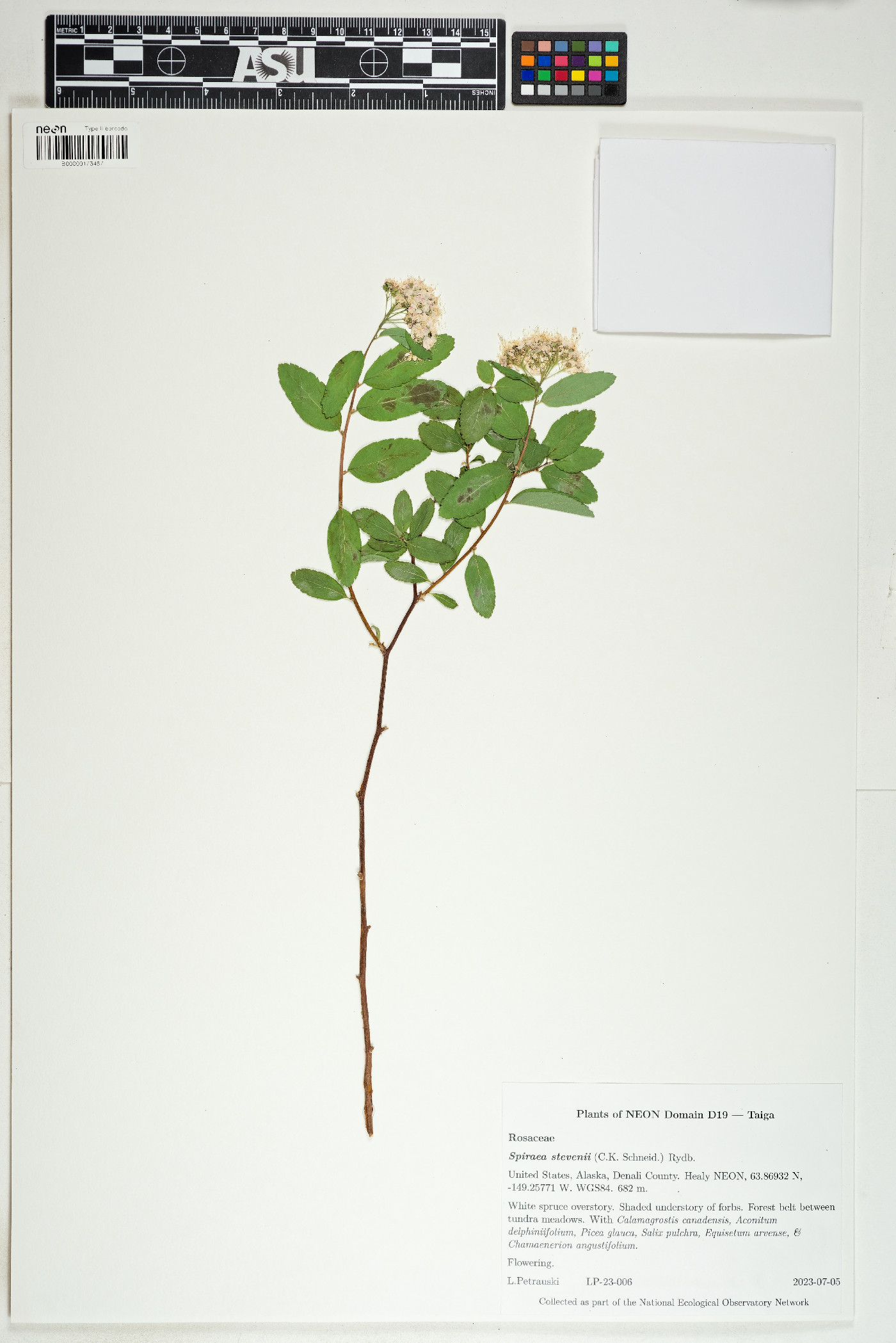 Spiraea betulifolia var. aemiliana image