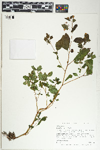 Impatiens capensis image