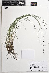 Carex echinata image