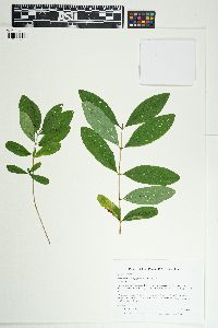 Lonicera oblongifolia image