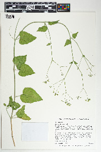 Image of Boerhavia scandens